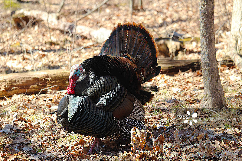 田野里的公鸡特写，美国肯辛顿都会公园图片素材