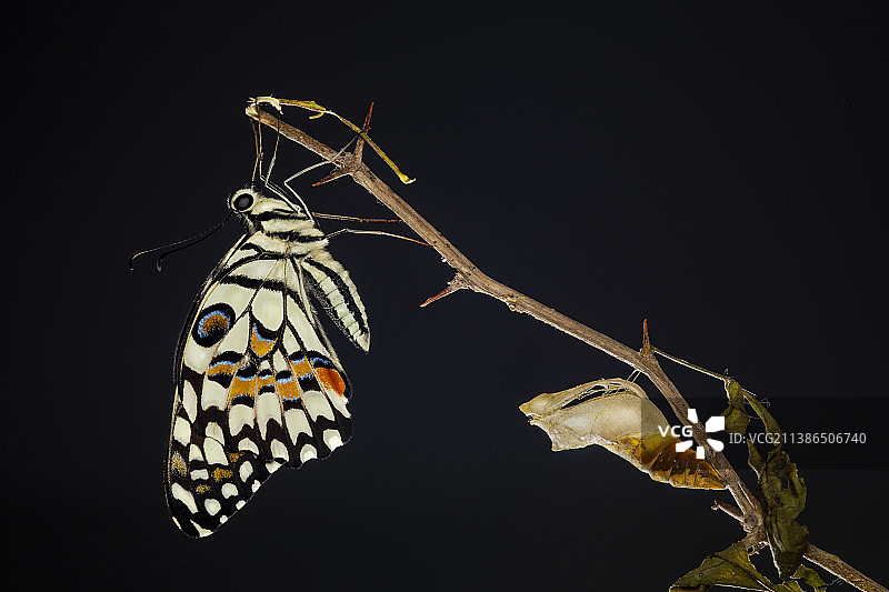 尼泊尔巴克塔普尔植物上的蝴蝶特写图片素材
