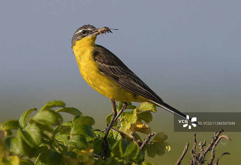 特写：鸣黄鹡鸰栖息于植物上图片素材