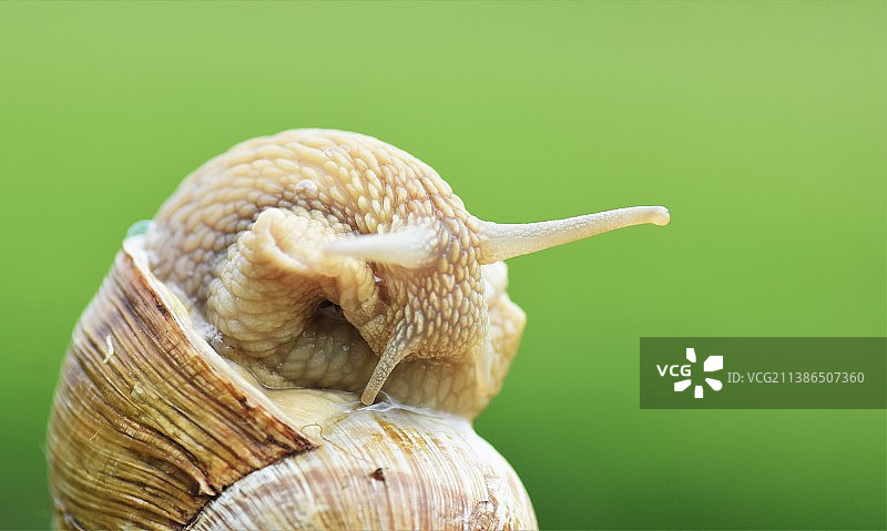 树叶上的蜗牛特写，克罗地亚韦利科科雷诺沃图片素材