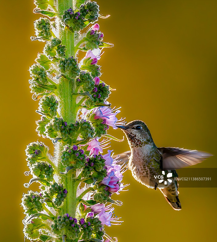 蜂鸟在粉色花朵上授粉的特写图片素材