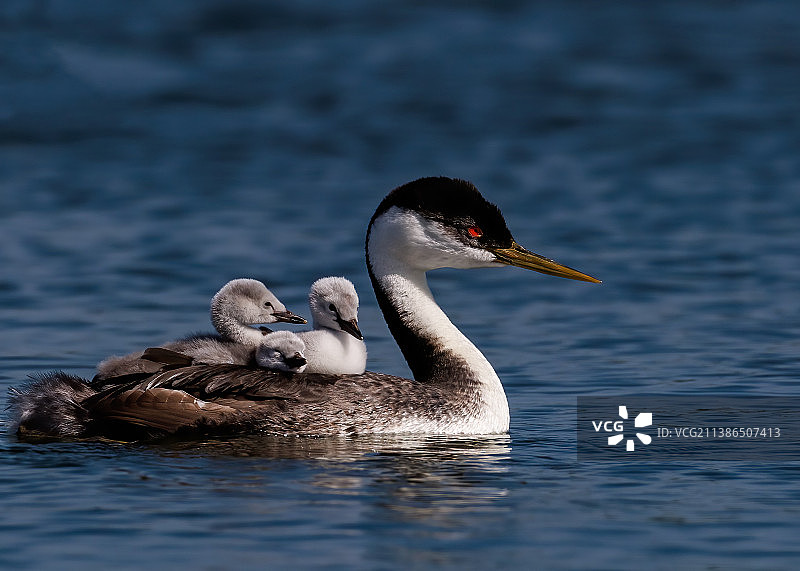 湖中鸭子游泳特写图片素材