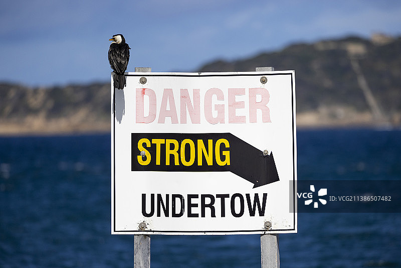 坐在警示牌上的小斑鸬鹚图片素材