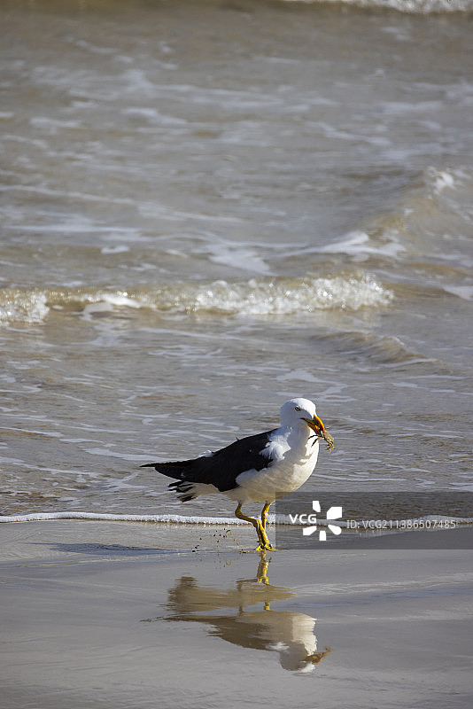 成年太平洋鸥捕到一只螃蟹图片素材