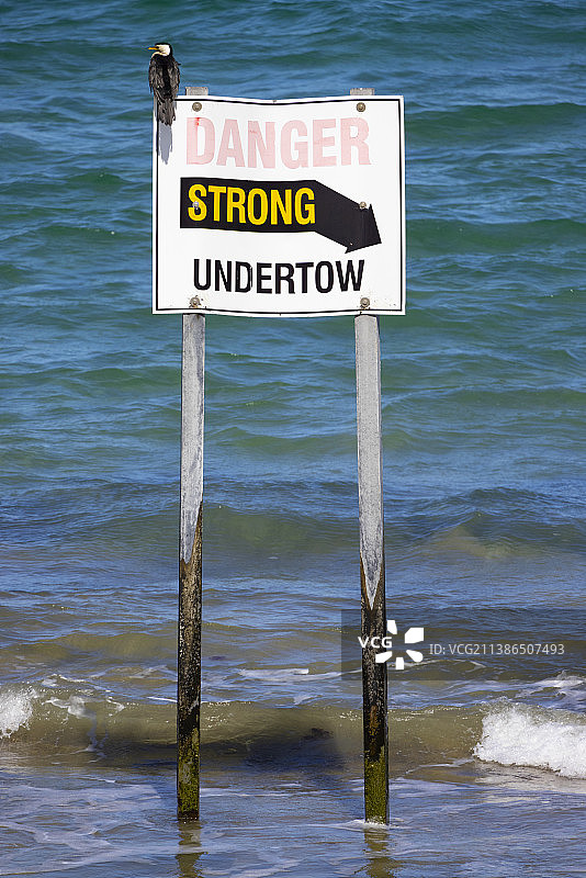 一只小斑鸬鹚坐在Queenscliff的警告标志上图片素材