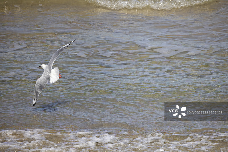 银鸥低空飞过海面图片素材