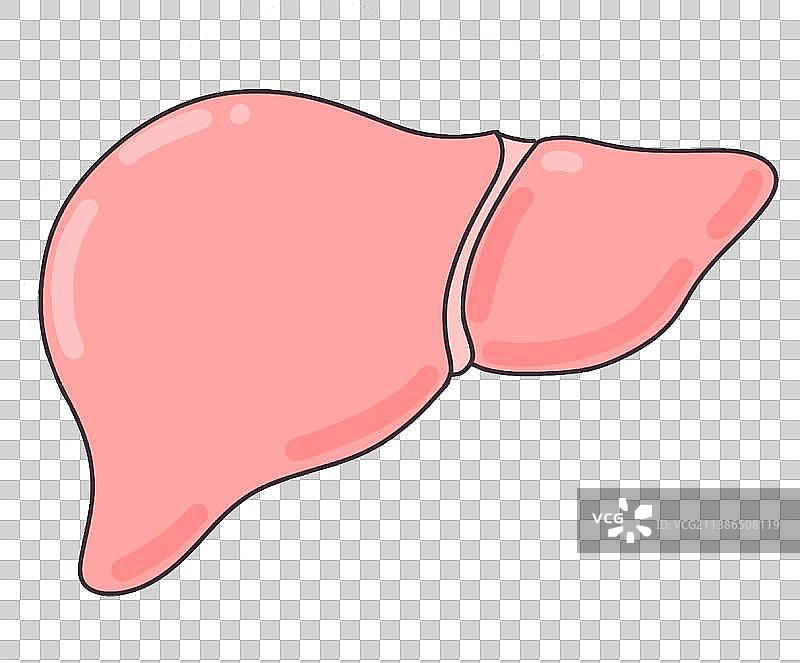 肝脏元素图片素材