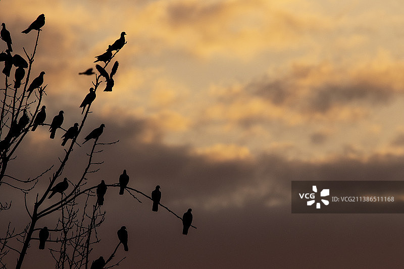 日落时分西班牙格拉纳达飞鸟剪影仰视角度图片素材