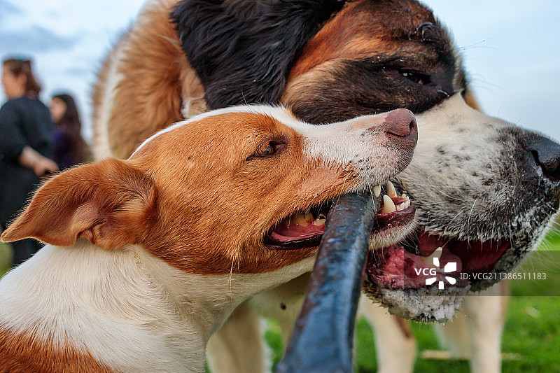 两只狗在葡萄牙玩树枝图片素材