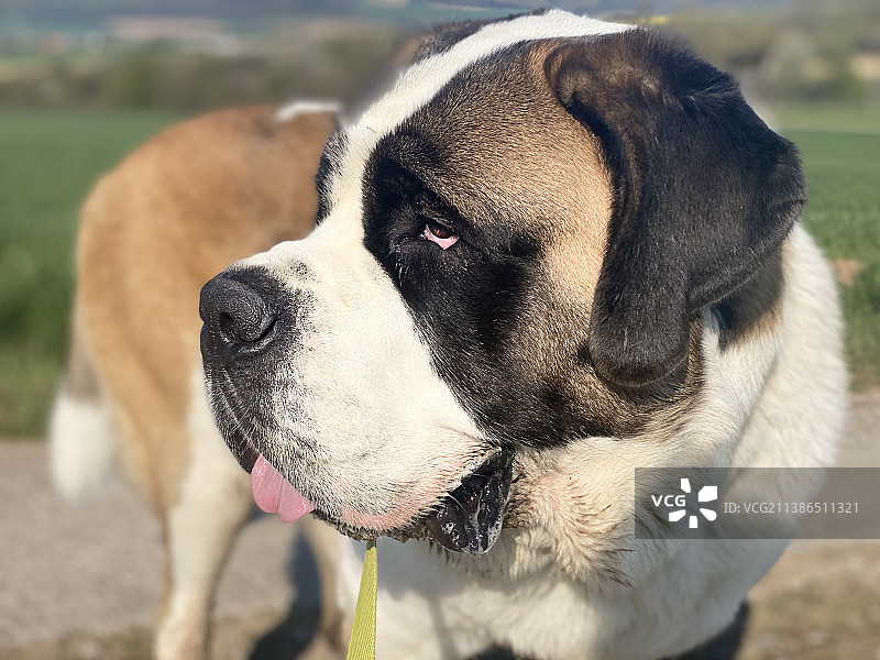 德国Seesen圣伯纳犬侧面观看特写图片素材