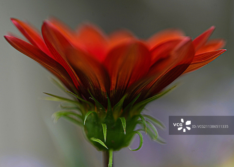 红花的特写图片素材