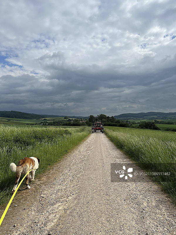 田野里道路上的小狗图片素材