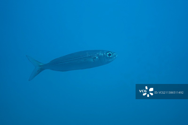 海水中游动的咸水梭鱼特写图片素材