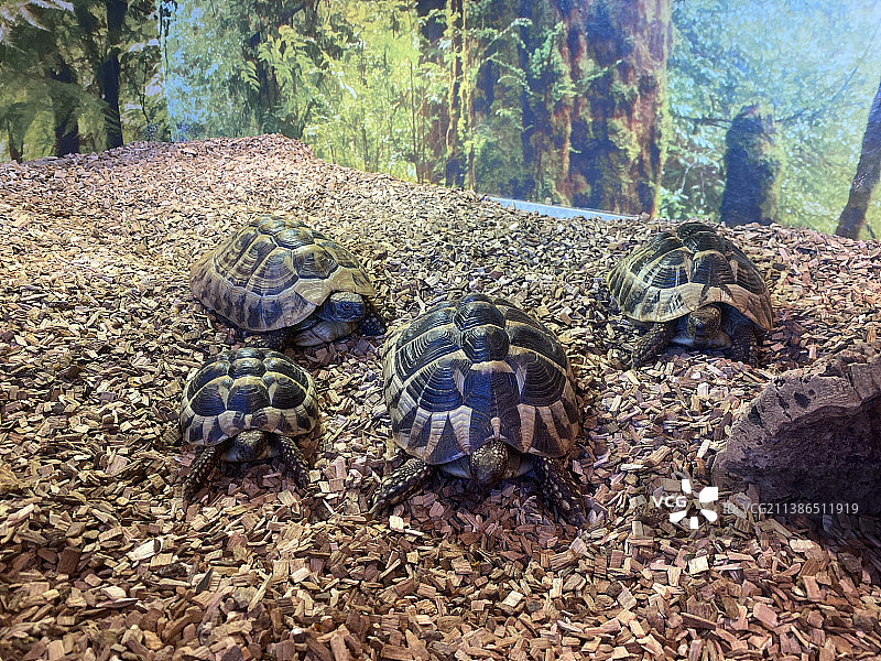 德国泽森田野上乌龟的鸟瞰图图片素材