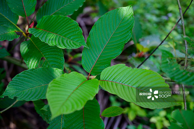 毒品帽柱木图片素材