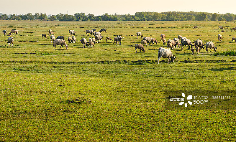 俯瞰奶牛在草地上吃草图片素材