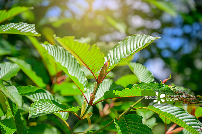 毒品帽柱木图片素材