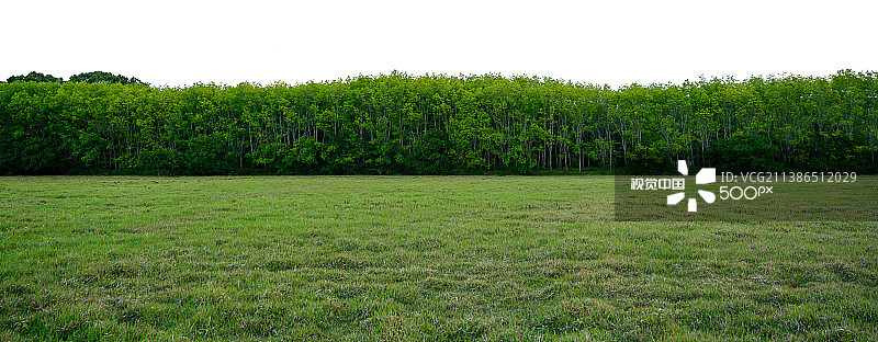 田野上的树木映衬着天空图片素材