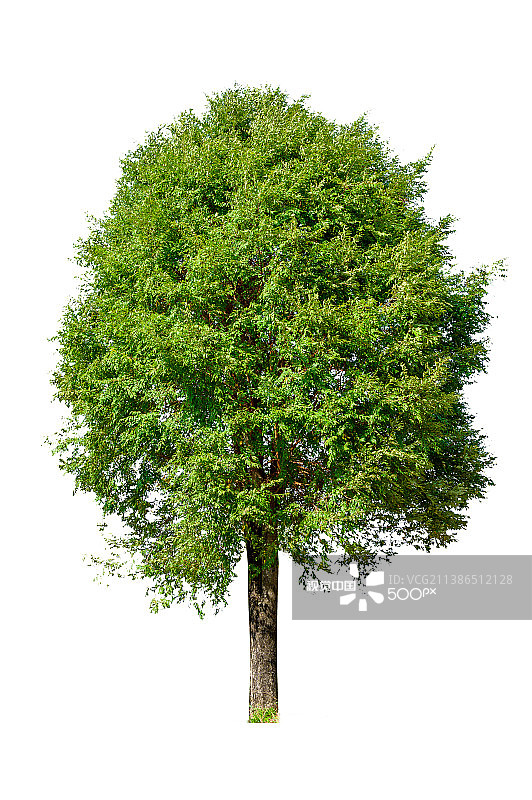 白色背景下的树木特写图片素材