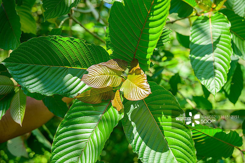 毒品帽柱木图片素材