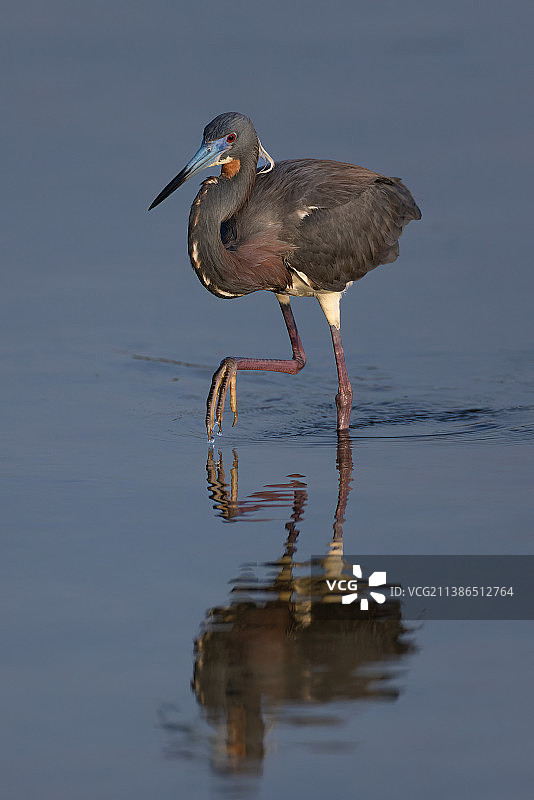 美国德克萨斯州南帕德里岛湖中苍鹭特写图片素材