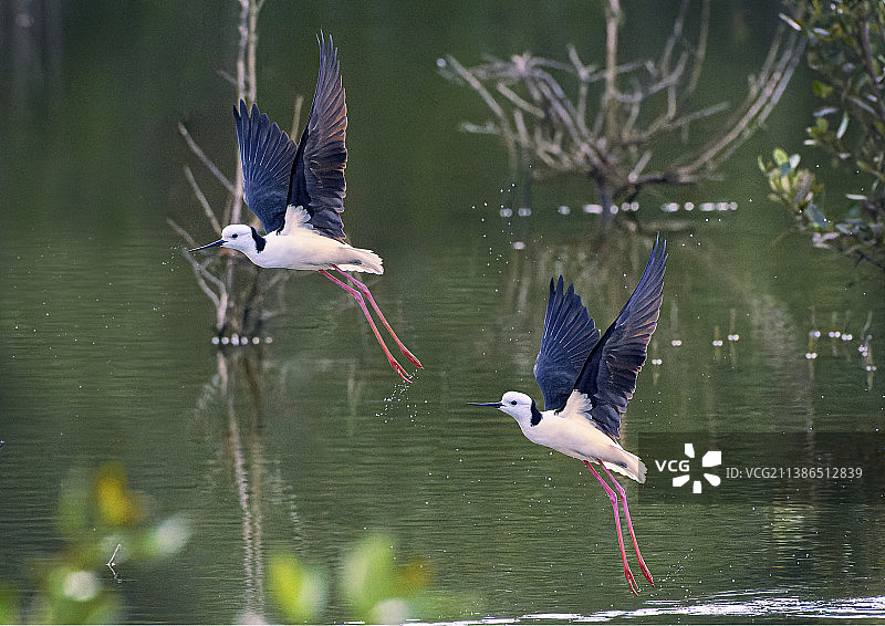 澳大利亚新南威尔士罗顿岛上空飞翔的两只鸟图片素材