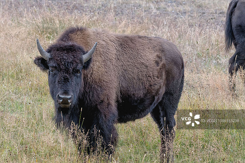 黄石国家公园的野牛风景图片素材