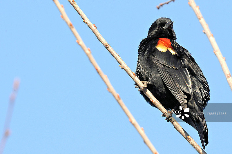 仰视：美国蒙特罗斯角鸟类保护区栖息在树枝上的红色鸟类图片素材
