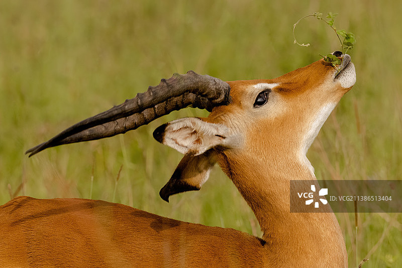 田野上战斗的鹿特写图片素材
