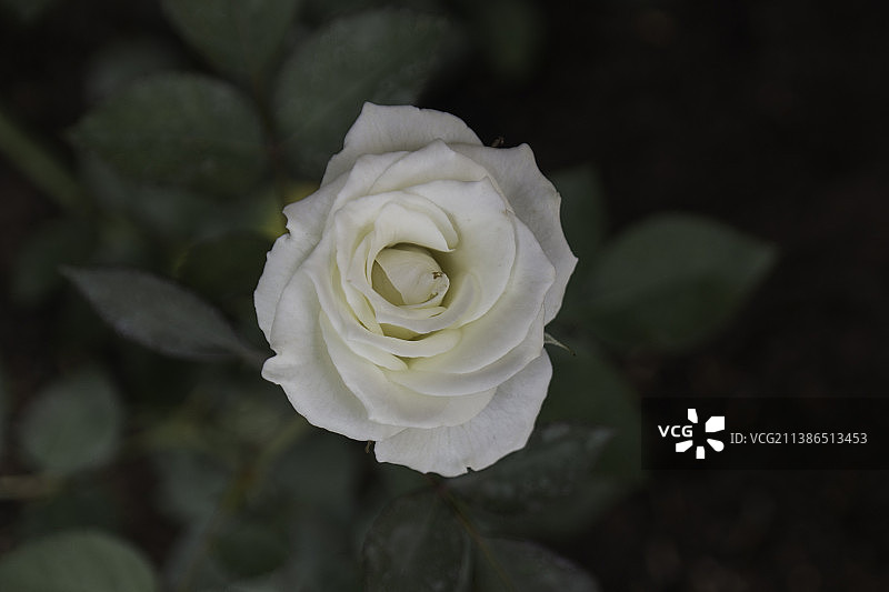 白色玫瑰特写，印度尼西亚茂物图片素材