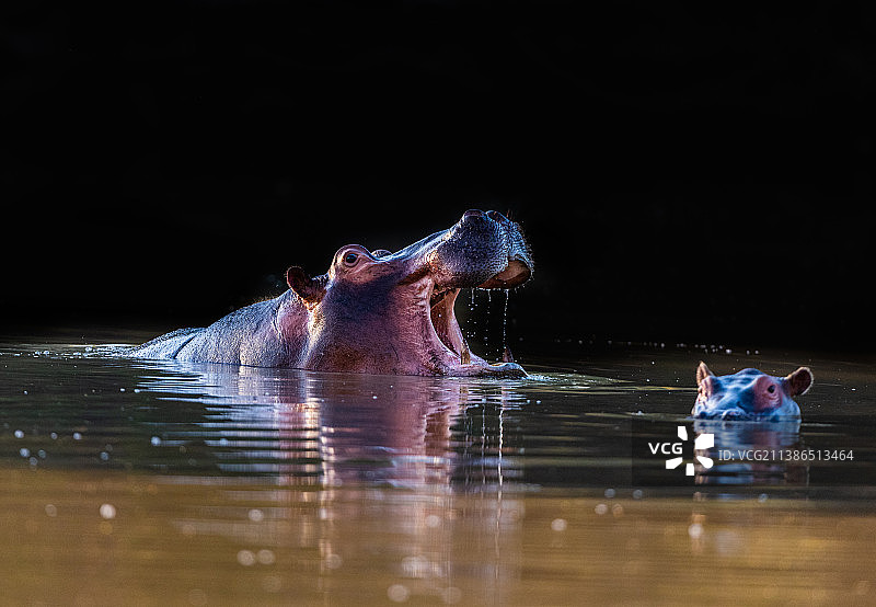 马纳潭国家公园：河马在湖中游泳特写，津巴布韦图片素材