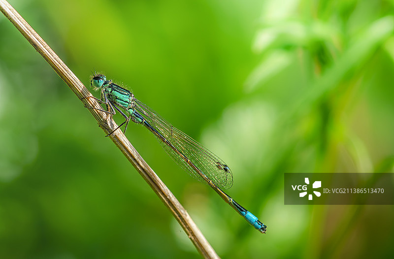 豆娘在植物上的特写图片素材