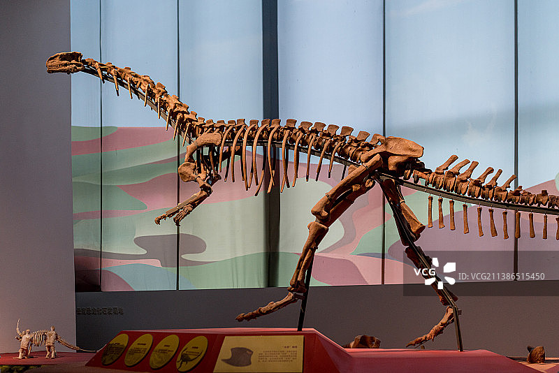 云南省博物馆 恐龙化石模型图片素材