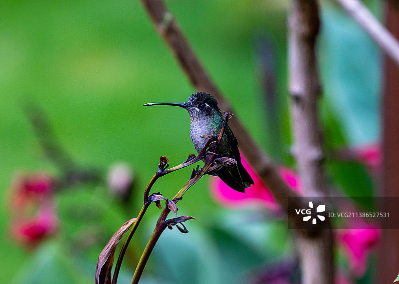 蜂鸟栖息在哥斯达黎加植物上的特写图片素材