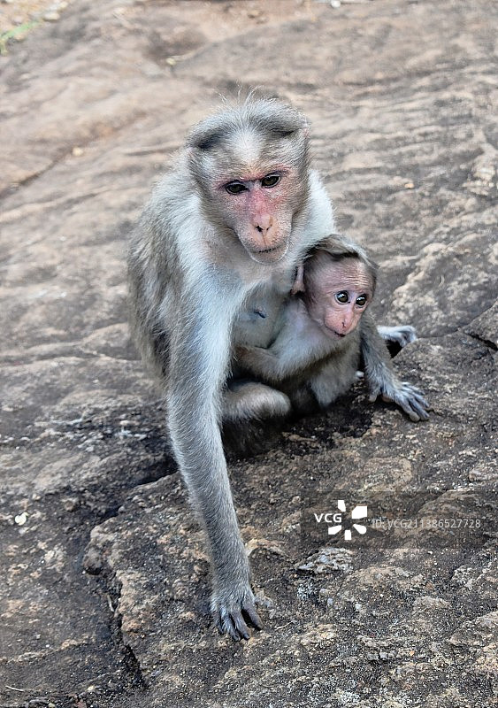 俯视视角下的田野猴群图片素材
