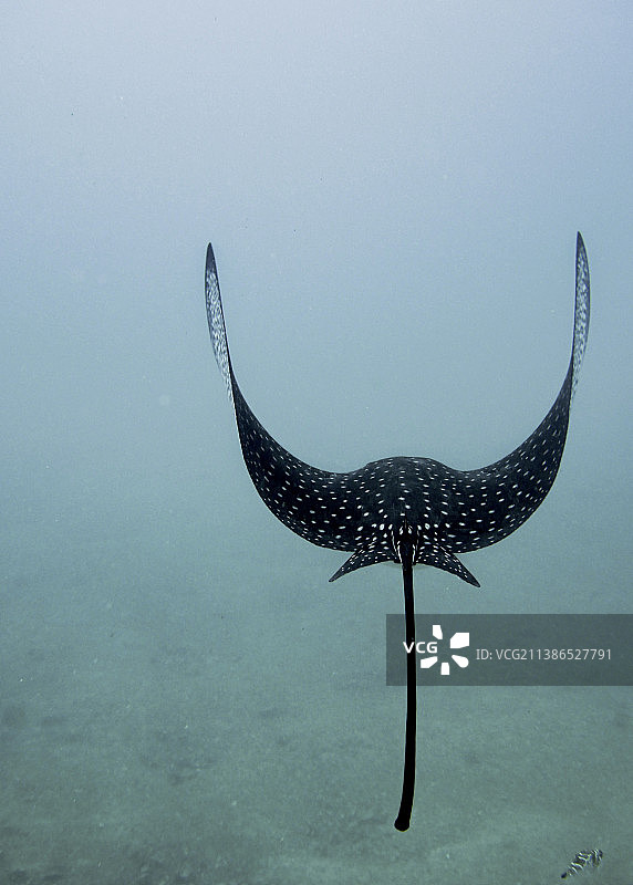 厄瓜多尔伊莎贝拉岛海中飞翔的鹰鳐的后方水下视角图片素材