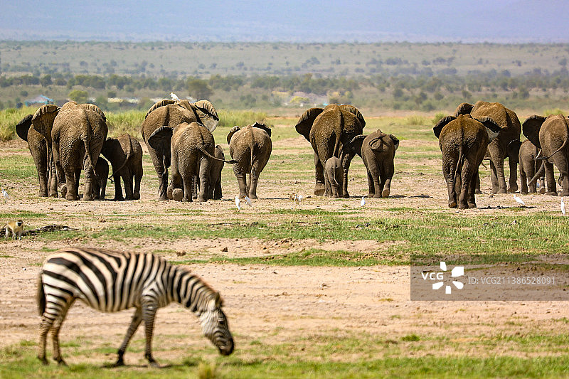 白天一群大象和一只斑马吃草的背影图片素材