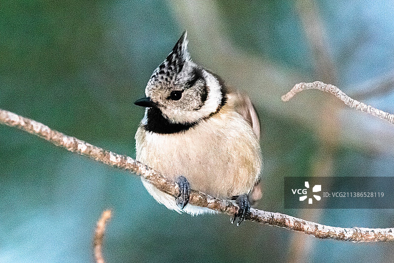 山雀栖息在树枝上特写，法国图片素材