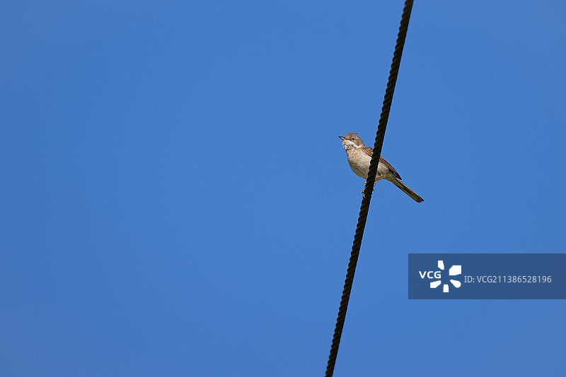 栖息在电话线上的普通莺，英国东格林斯蒂德图片素材