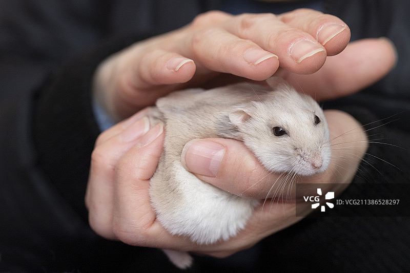 仓鼠特写，布拉迪斯拉发，斯洛伐克图片素材