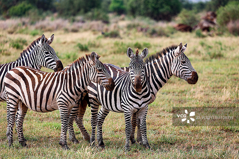 白天在草地上行走的斑马群图片素材