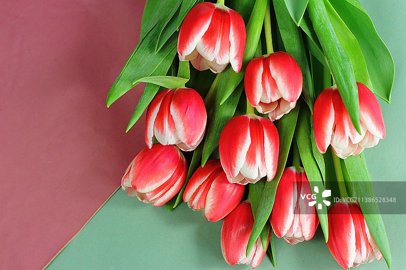 绿色纸背景上的红色郁金香花束图片素材