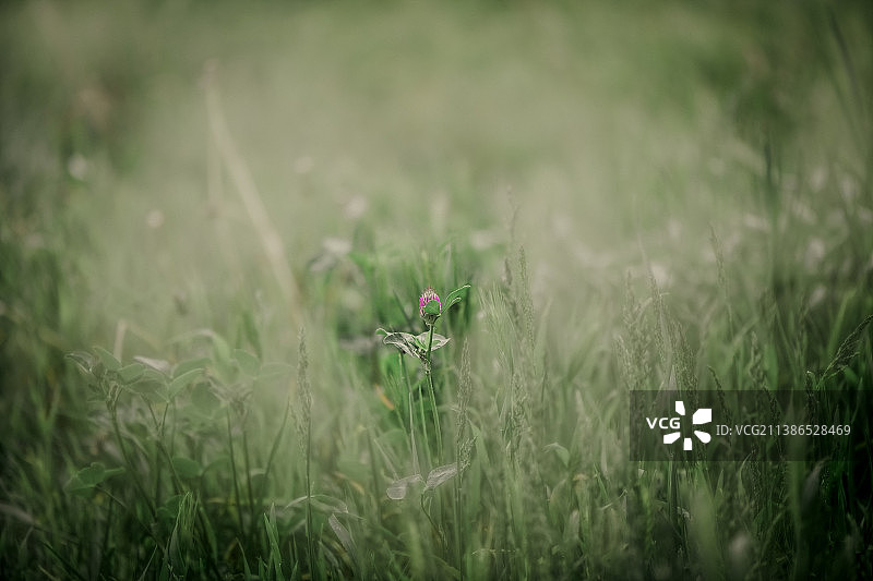 乌克兰田野上盛开的植物特写图片素材