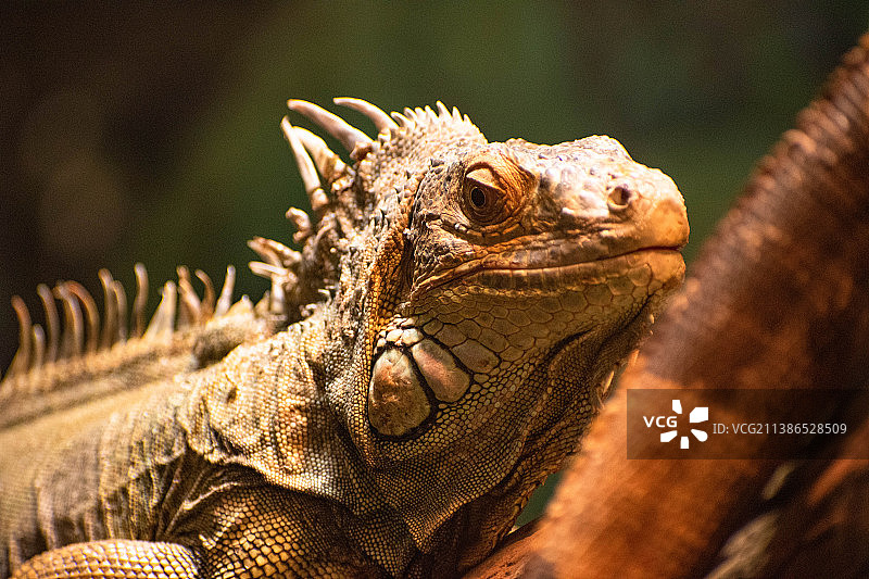 绿色鬣蜥特写图片素材