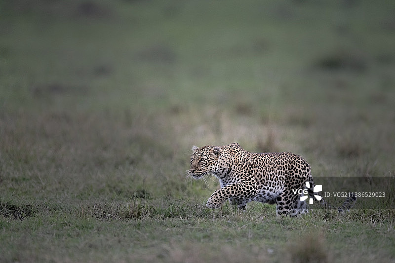 猎豹走在肯尼亚马赛马拉国家公园田野上的侧视图图片素材