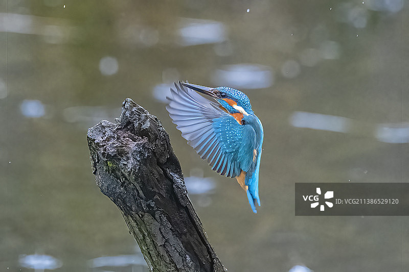栖息在树枝上的翠鸟特写，马瑟韦尔，英国图片素材