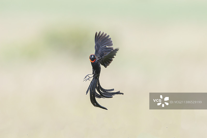 肯尼亚马赛马拉国家公园红色飞行动物特写图片素材