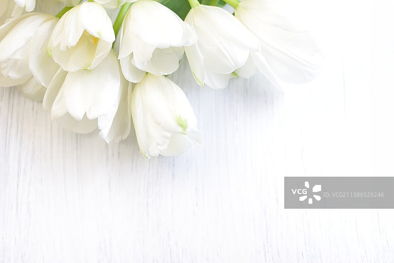 白色花朵特写图片素材