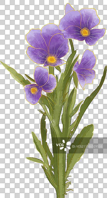 植物花紫罗兰插画元素图片素材