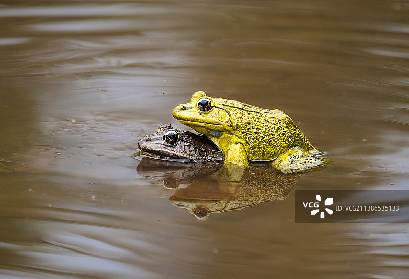 湖中游泳的普通青蛙高角度视图图片素材